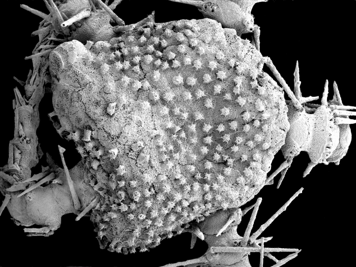 Ophiacantha longispina Ophiacantha longispina