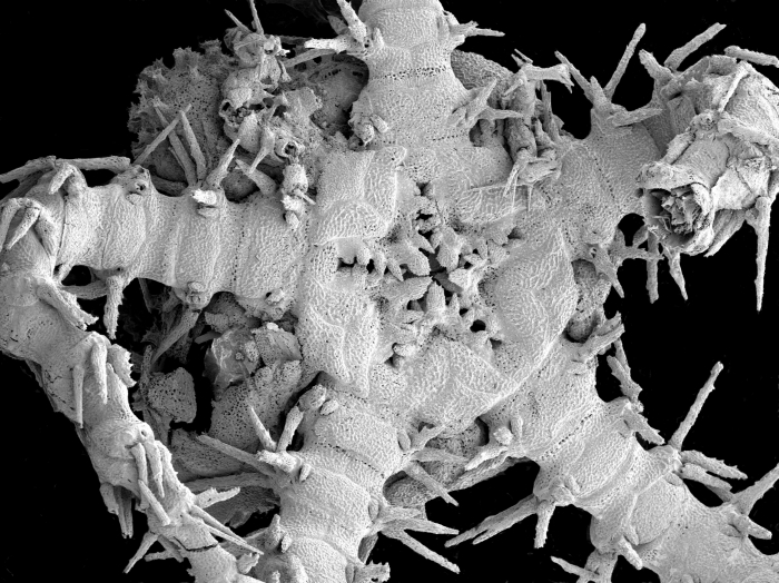 Ophiacantha longispina Ophiacantha longispina