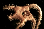 Ophioscolex tripapillatus