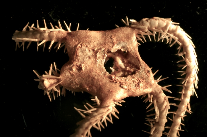 Ophioscolex tripapillatus Ophioscolex tripapillatus