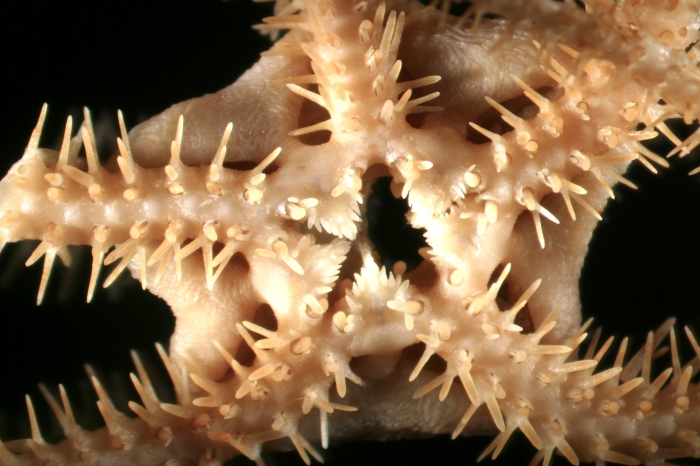 Ophioscolex tripapillatus Ophioscolex tripapillatus