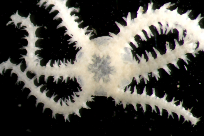 Ophiactis tyleri Ophiactis tyleri
