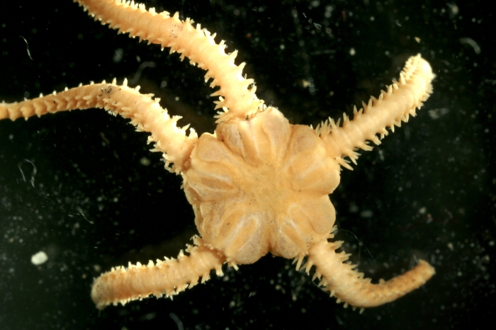 Ophioctenella acies Ophioctenella acies