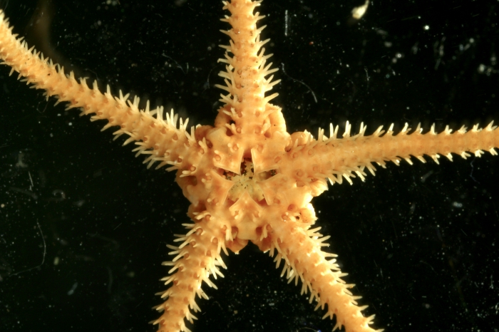 Ophioctenella acies Ophioctenella acies
