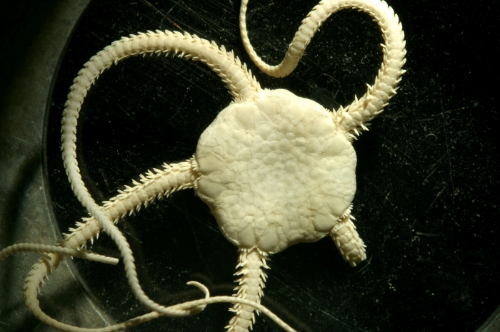 Spinophiura jolliveti Spinophiura jolliveti