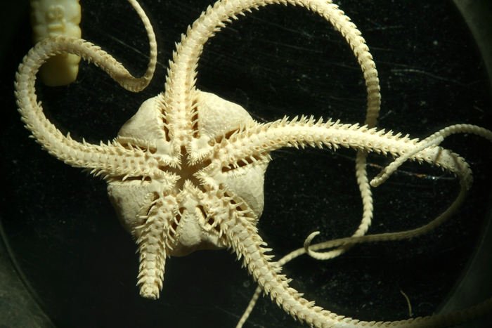 Spinophiura jolliveti Spinophiura jolliveti