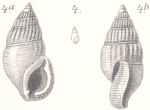 Stossichia semicostulata Boettger, 1887