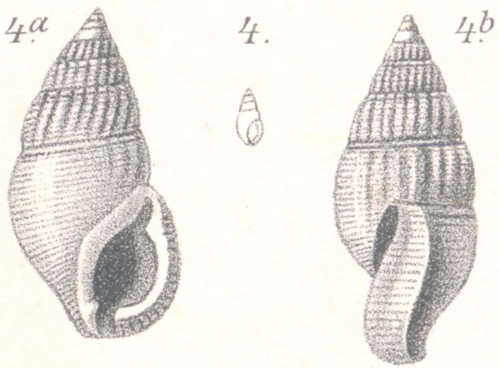 Stossichia semicostulata Boettger, 1887 Stossichia semicostulata Boettger, 1887