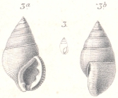 Stossichia multicingulata Boettger, 1887