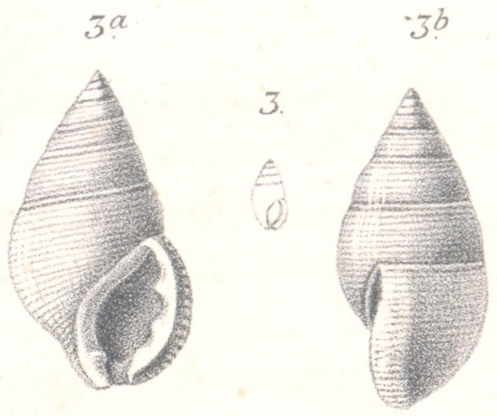 Stossichia multicingulata Boettger, 1887 Stossichia multicingulata Boettger, 1887