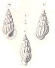 Rissoina (Schwartziella) subfirmata Boettger, 1887