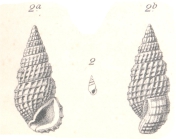 Rissoina (Phosinella) schmackeri Boettger, 1887