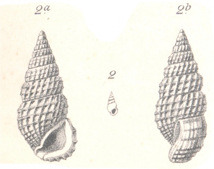 Rissoina (Phosinella) schmackeri Boettger, 1887 Rissoina (Phosinella) schmackeri Boettger, 1887