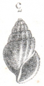 Caenogastropoda