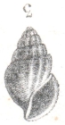 Rissoina grateloupi (de Basterot, 1825)