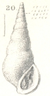 Zebinella (Chiliostigma) refugium (Melvill, 1918)
