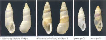 Rissoina cylindrica Bozzetti, 2008