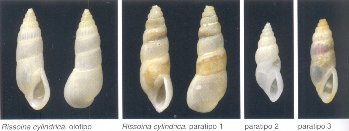 Rissoina cylindrica Bozzetti, 2008 Rissoina cylindrica Bozzetti, 2008