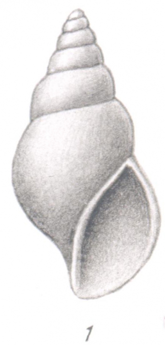 Rissoina (?) simplicissima Thiele, 1925 Rissoina (?) simplicissima Thiele, 1925