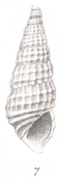 Rissoina retecosa Thiele, 1925