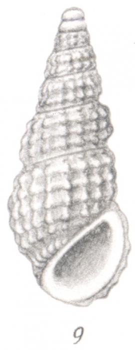 Rissoina sumatrensis Thiele, 1925 Rissoina sumatrensis Thiele, 1925