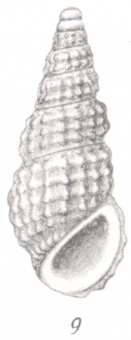 Rissoina sumatrensis Thiele, 1925