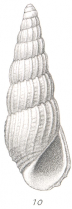 Rissoina sundaica Thiele, 1925