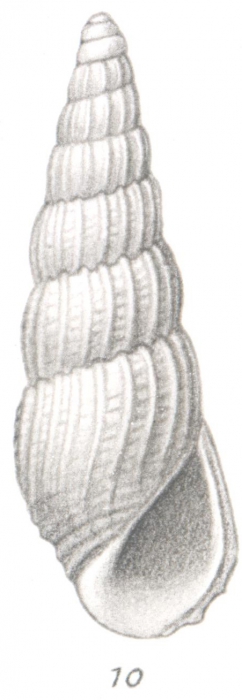 Rissoina sundaica Thiele, 1925 Rissoina sundaica Thiele, 1925