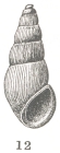 Rissoina newcombei Dall, 1897