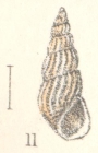 Rissoina lirata Angas, 1880