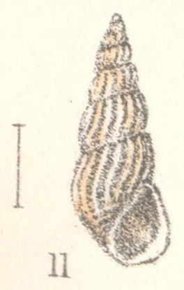 Rissoina lirata Angas, 1880 Rissoina lirata Angas, 1880