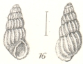 Mollusca (molluscs)