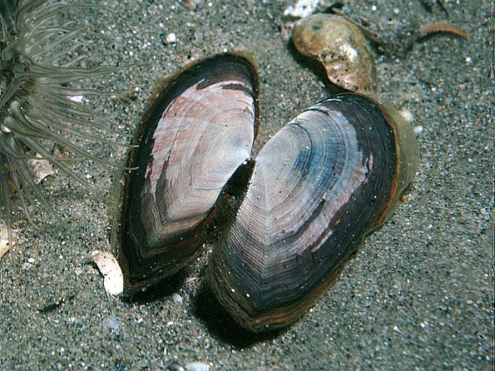 Gari fervensis (Gmelin, 1791) Gari fervensis (Gmelin, 1791)