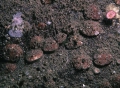 Brachiopoda (lamp shells)