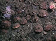 Neocrania anomala (O F Mler, 1776)