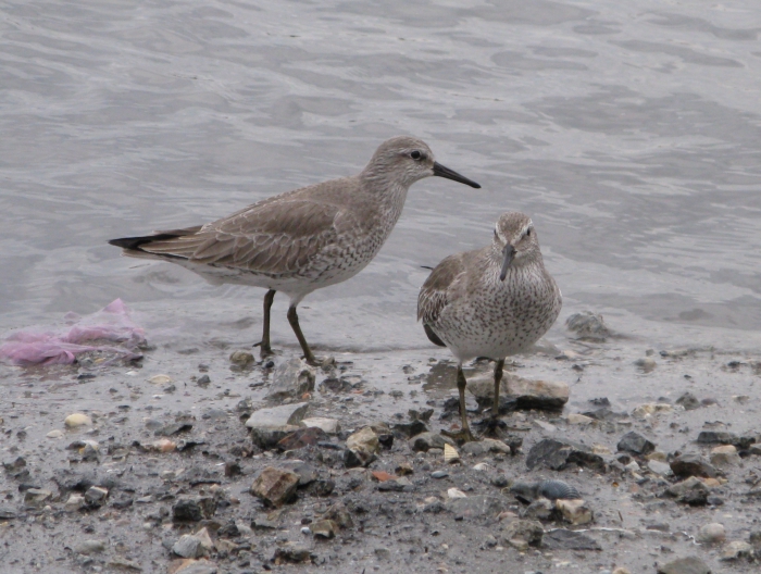  Knot (Calidris canutus)