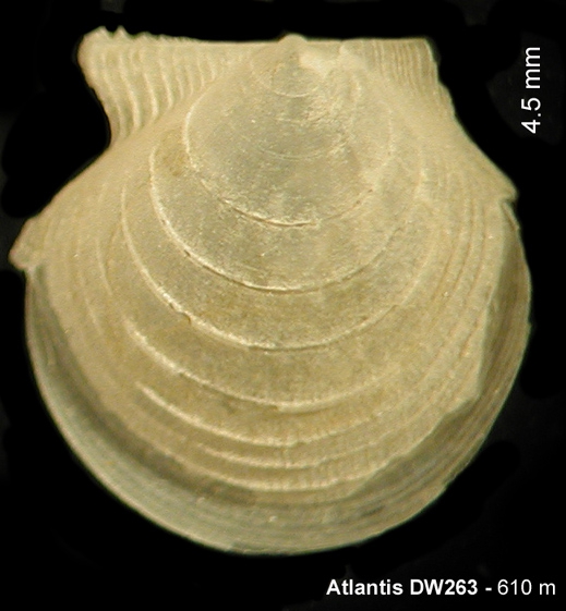 Cyclopecten cincinnatus Dijkstra & Gofas, 2004