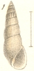 Rissoina supracostata Garrett, 1873