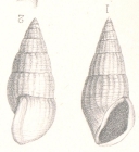 Rissoina houdasi Cossmann, 1892
