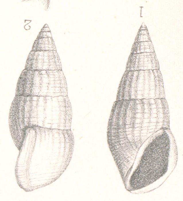 Rissoina houdasi Cossmann, 1892 Rissoina houdasi Cossmann, 1892