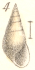 Rissoina oryza Garrett, 1873