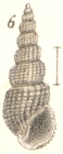 Rissoina scabra Garrett, 1873