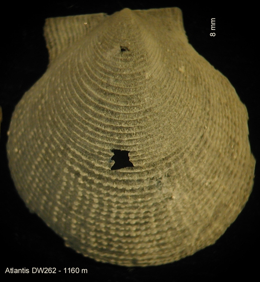 Cyclopecten vimineus Dijkstra & Gofas, 2004