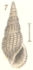Rissoina costatogranosa Garrett, 1873
