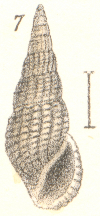 Rissoina costatogranosa Garrett, 1873 Rissoina costatogranosa Garrett, 1873