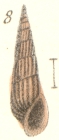 Rissoina gracilis Garrett, 1873