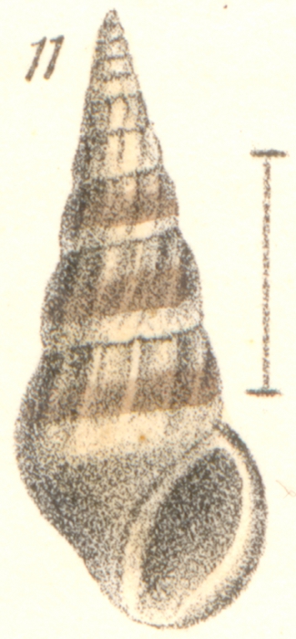 Rissoina terebra Garrett Rissoina terebra Garrett