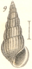 Rissoina debilis Garrett, 1873