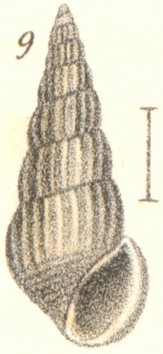 Rissoina debilis Garrett, 1873 Rissoina debilis Garrett, 1873