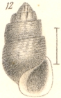 Rissoina turrita Garrett, 1873